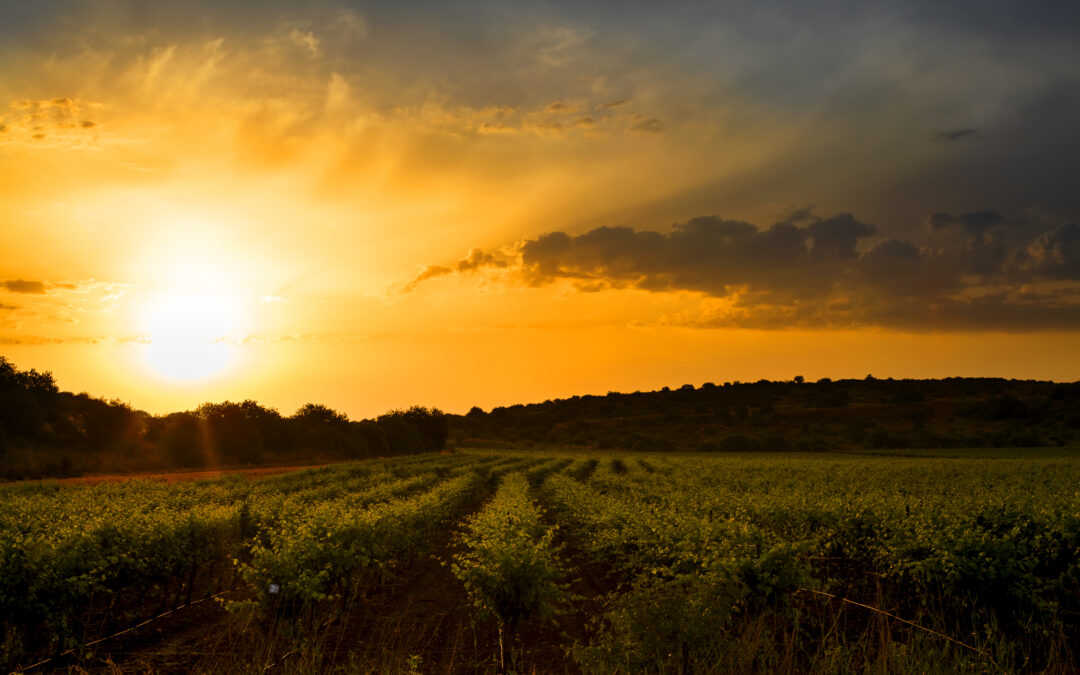 Le Soleil une source d’énergie vivante